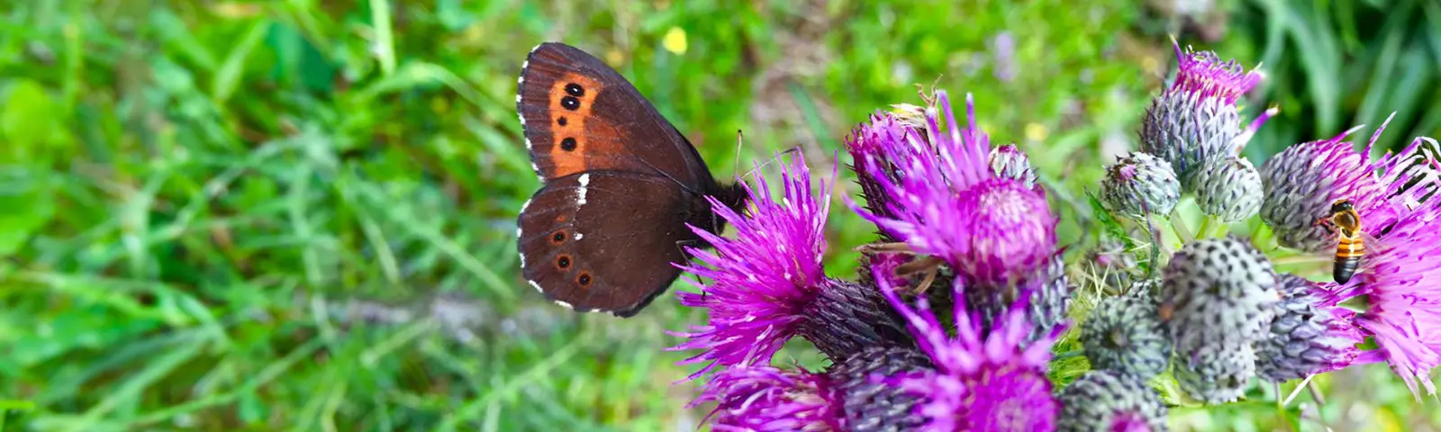 Bild Schmetterling sitzt auf einer blühenden Distel