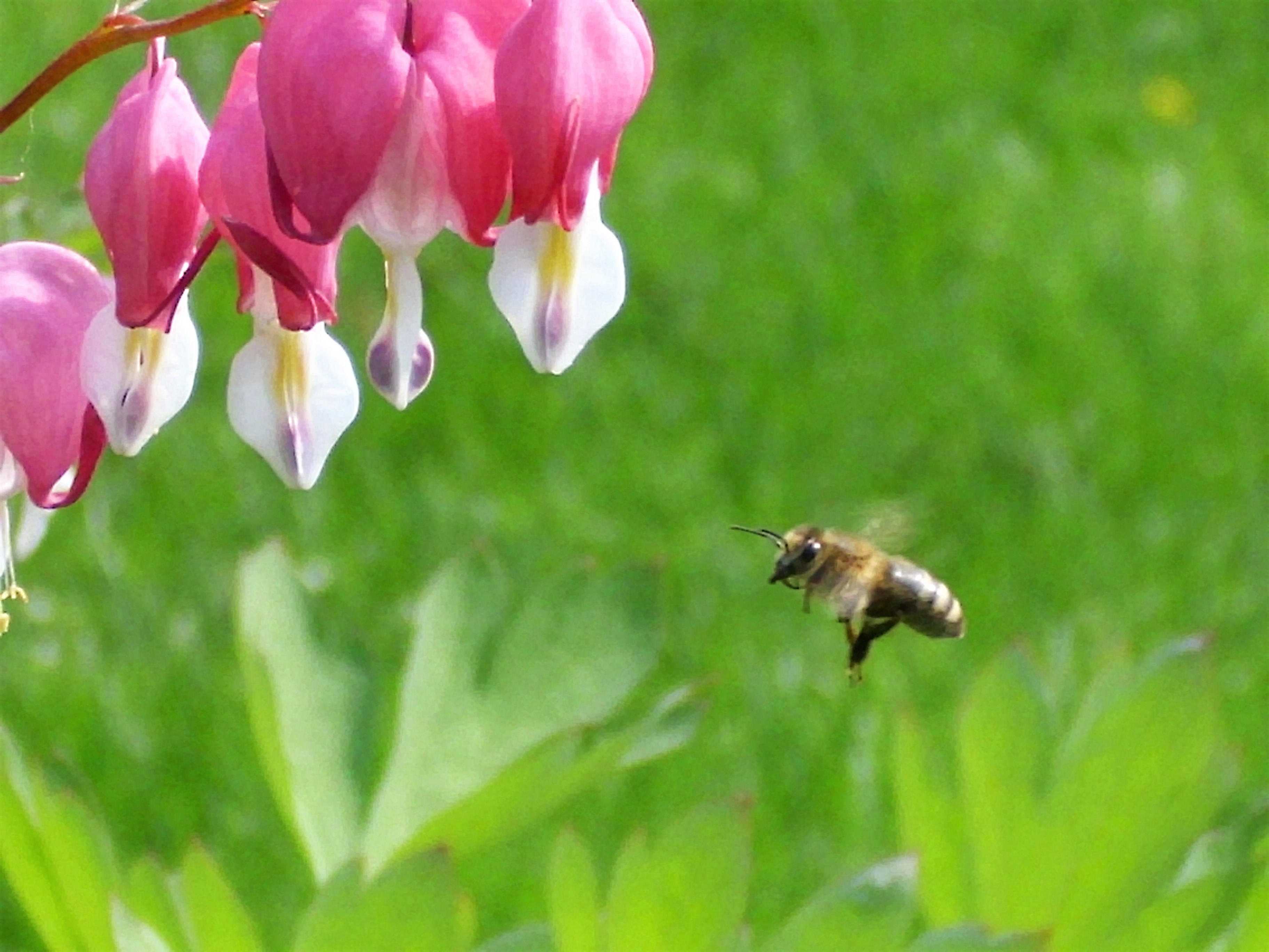 Bild Biene fliegt vor einer Blume